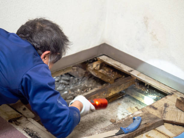 Best Crawl Space Mold Removal  in Kent Estates, IA