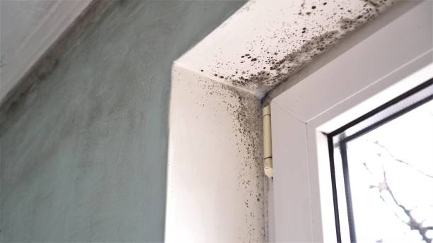 Best Toxic Mold Removal  in Kent Estates, IA