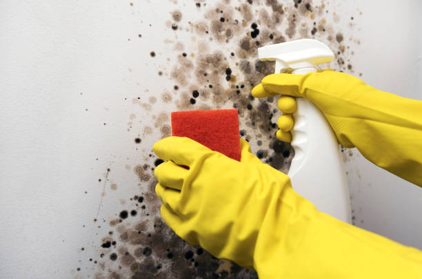 Best Commercial Mold Removal  in Kent Estates, IA